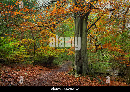 UK,South Yorkshire,Sheffield,Porter Valley,Whiteley di legno in autunno Foto Stock