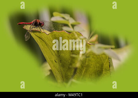 Libellula, rubicondo darter (Sympetrum sanguineum) Foto Stock