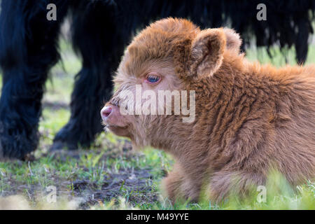 Testa di mentire Brown neonato highlander scozzese di vitello Foto Stock
