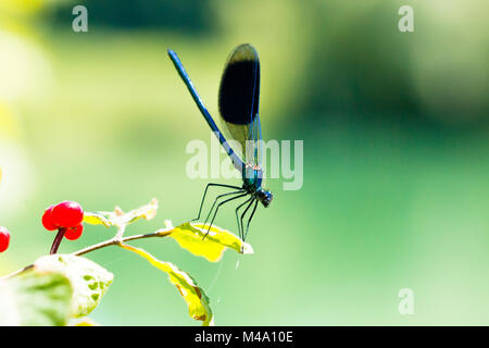 Ampio Damselfly alato, Dragonfly Foto Stock