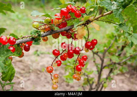 Maturi frutti dolci di uve secche di Corinto anche chiamato bacca di ribes. Vini spumanti in estate il sole grappolo maturo succosa ribes rosso bacche, pendente dal ramo. Foto Stock