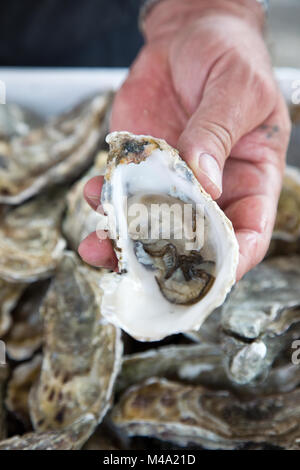 In prossimità di un ostrica aperta, pronti per il consumo Foto Stock