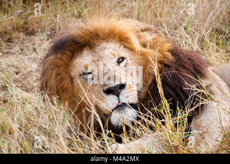 Chiudere fino a faccia in su vista della testa di sleepy maschio Mara lion (Panthera leo) assopita nel Masai Mara, Kenya, un occhio aperto, un occhio chiuso Foto Stock