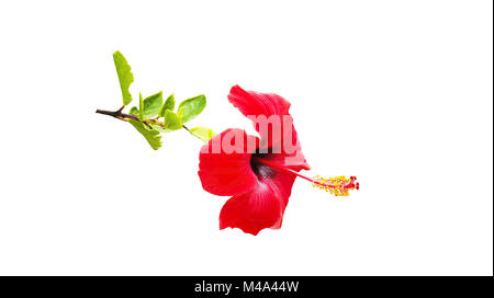 Rosso di fiori di ibisco isolati su sfondo bianco Foto Stock