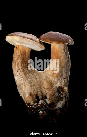 Studio Immagine di una coppia di porcini o porcini, Boletus edulis, su uno sfondo nero. Hampshire England Regno Unito GB Foto Stock