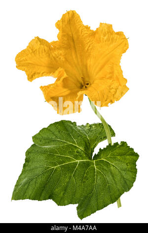 Bellissimo fiore giallo di zucca, isolati su sfondo bianco Foto Stock