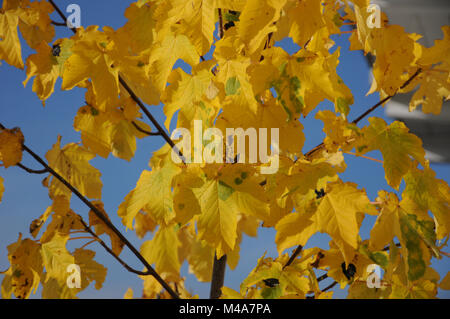 Acer pseudoplatanus, Sycamore maple, Autumn leaves Foto Stock