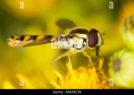 Sphaerophoria sp., una vespa-imitare hoverfly, alimentazione su un tansy (Tanacetum vulgare) fiore Foto Stock