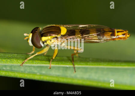 Sphaerophoria sp., una vespa-imitare hoverfly, in appoggio su una paletta di erba Foto Stock