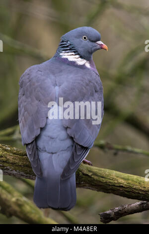 Vista posteriore di un comune Woodpigeon (Columba palumbus) appollaiato su un ramo Foto Stock