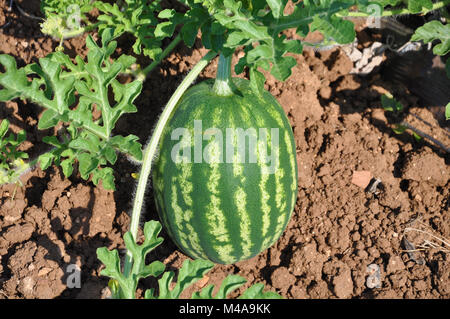 Watermelon-Citrullus lanatus- in giardino Foto Stock