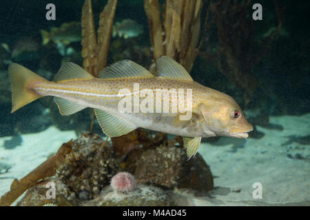 Königskabeljau, Königs-Kabeljau, Königsdorch, Königs-Dorch, Dorsch, Kabeljau, Gadus morhua, re il merluzzo bianco, merluzzo bianco, merluzzo bianco, Morue, codling, baccalà, Cabb Foto Stock