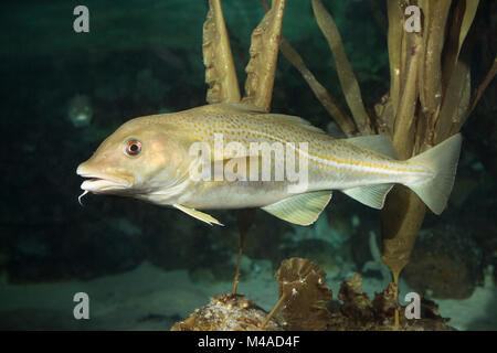 Königskabeljau, Königs-Kabeljau, Königsdorch, Königs-Dorch, Dorsch, Kabeljau, Gadus morhua, re il merluzzo bianco, merluzzo bianco, merluzzo bianco, Morue, codling, baccalà, Cabb Foto Stock