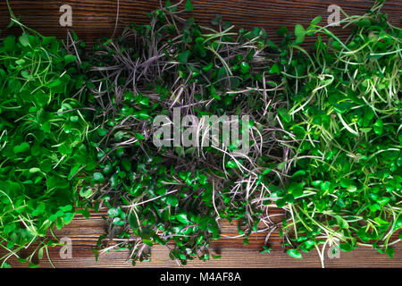 Mix di erba verde i germogli, rucola, cavolo rosso, il ravanello Foto Stock