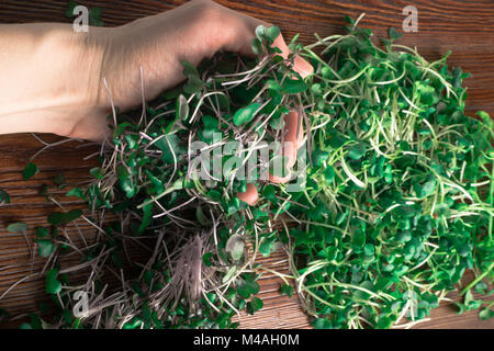 Mix di erba verde i germogli, rucola, cavolo rosso, il ravanello Foto Stock