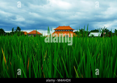 Campo di riso erba verde blu cielo nuvoloso cloud sullo sfondo del paesaggio Foto Stock