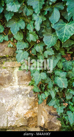 Ivy in un muro di pietra closeup. Foto Stock