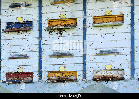 Uno sciame di api di fronte gli alveari Foto Stock