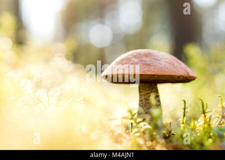 Rosolare i funghi nel bosco. Il fungo nel mezzo di alberi ed erba nella foresta. Sole splendente. Rough-derivava bolete, scaber levetta o bolete betulla. Foto Stock