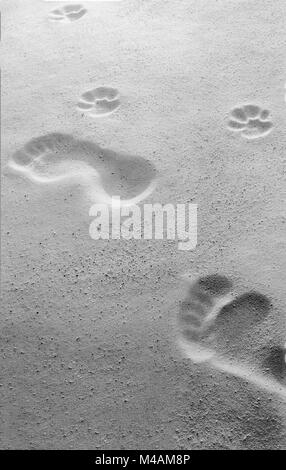 Uomo e cane a camminare sulla spiaggia Foto Stock