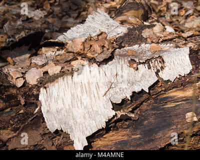 Tronco di betulla decadendo con pezzi di corteccia e foglie morte, autunno in una foresta norvegese Foto Stock
