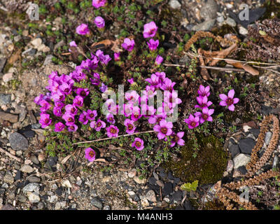 Saxifraga oppositifolia o purple mountain Sassifraga alpina, pianta artico con viola intenso dei fiori in primavera, giardino botanico. Oslo Foto Stock