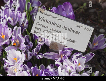 Crocus vernus sottospecie albiflorus variabili, fiori di primavera nel giardino botanico dell'Università di Oslo Norvegia Foto Stock