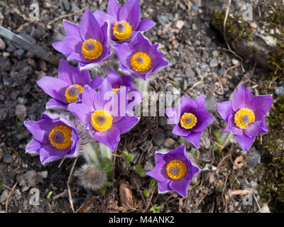 Pulsatilla halleri, pasqueflower alpino chiamato anche Anemone, halleri Haller's anemone, qui trovate nel giardino botanico di Oslo Norvegia Foto Stock