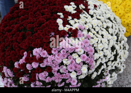 Crisantemi mamme chrysanths Asteraceae. Foto Stock
