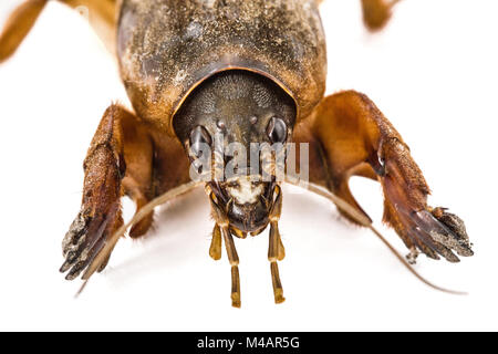 Mole cricket (Gryllotalpidae) isolato su sfondo bianco Foto Stock