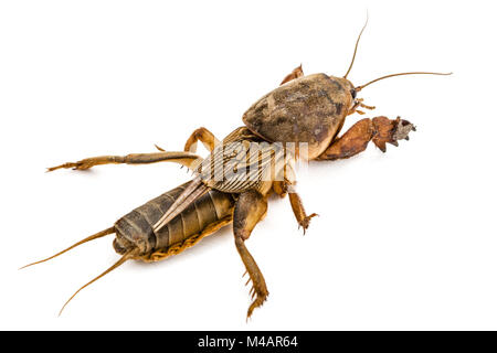 Mole cricket (Gryllotalpidae) isolato su sfondo bianco Foto Stock