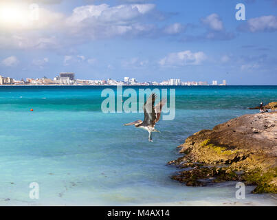 Brown pelican in volo sopra il mare. Costa rocciosa Foto Stock
