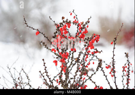 Crespino bush nella neve Foto Stock