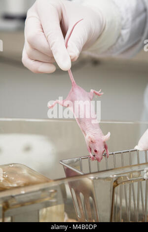 Mouse di laboratorio in mani Foto Stock