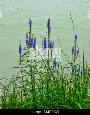 Blu fiori selvatici di Veronica spicata (Spiked Speedwell; Pseudolysimachion spicatum) sulla banca del fiume di montagna, su un fondo di acqua Foto Stock