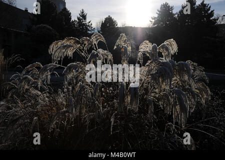 Miscanthus sinensis, Cinese di erba di argento, frost white Foto Stock