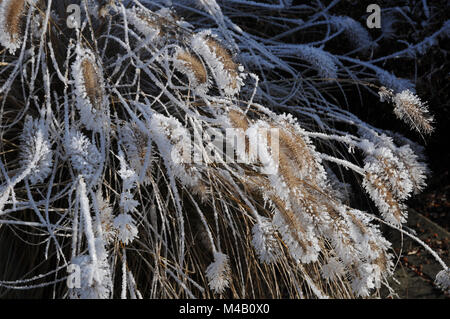 Pennisetum compressum, Fontana di erba, frost white Foto Stock