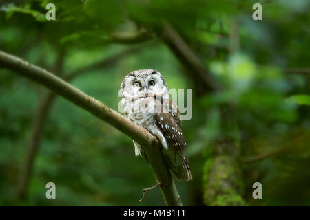 Civetta capogrosso,Aegolius funereus,ramo frontale,,sit Foto Stock