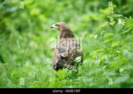 Lesser spotted eagle,Clanga pomarina,close-up, Foto Stock