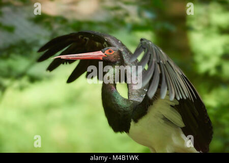 Cicogna Nera,Ciconia nigra,close-up,la Foresta Bavarese Foto Stock