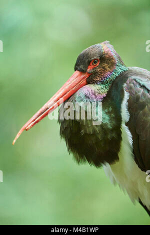 Cicogna Nera,Ciconia nigra,close-up,la Foresta Bavarese Foto Stock