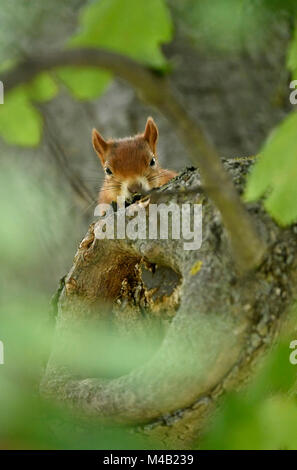 Eurasian red scoiattolo (Sciurus vulgaris),naughty guardare al di fuori di un tronco,Stuttgart,Baden-Wurttemberg,Germania Foto Stock