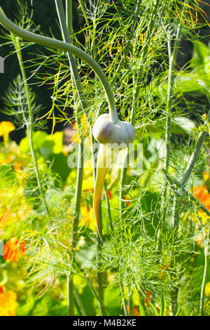 Aglio in un orto Foto Stock