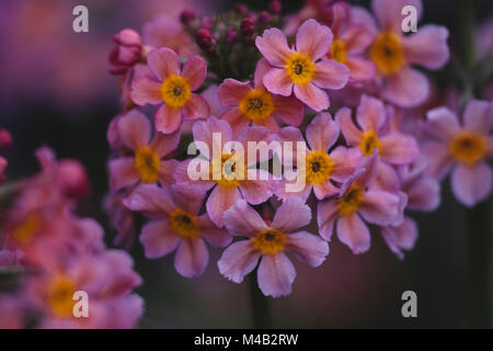 Primula x Bullesiana,una sorta di primrose nel giardino botanico, Foto Stock