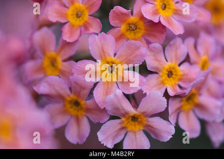 Primula x Bullesiana,una sorta di primrose nel giardino botanico, Foto Stock