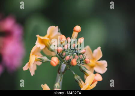 Primula x Bullesiana,una sorta di primrose nel giardino botanico, Foto Stock