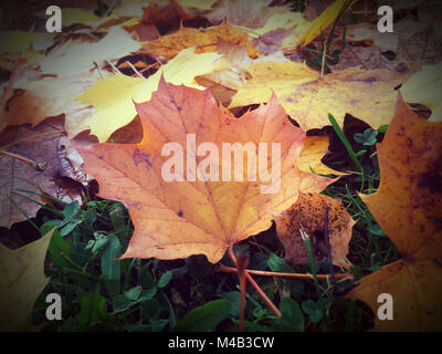Il fogliame di autunno,Norvegia maple,Acer platanoides,caduta foglie giacciono su un prato Foto Stock