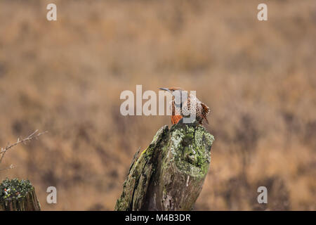 Lo sfarfallio del nord (Colaptes auratus) circa il decollo di un registro Foto Stock