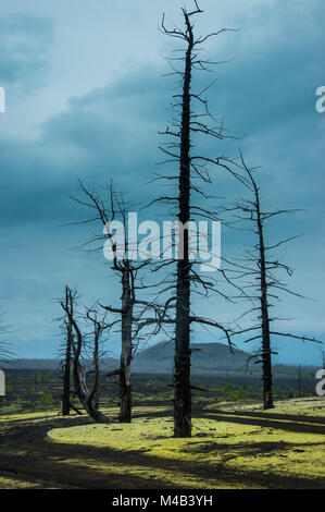 Fiori che sbocciano attorno ad un albero morto foresta sul vulcano Tolbachik,Kamchatka,Russia Foto Stock