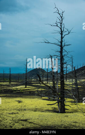 Fiori che sbocciano attorno ad un albero morto foresta sul vulcano Tolbachik,Kamchatka,Russia Foto Stock